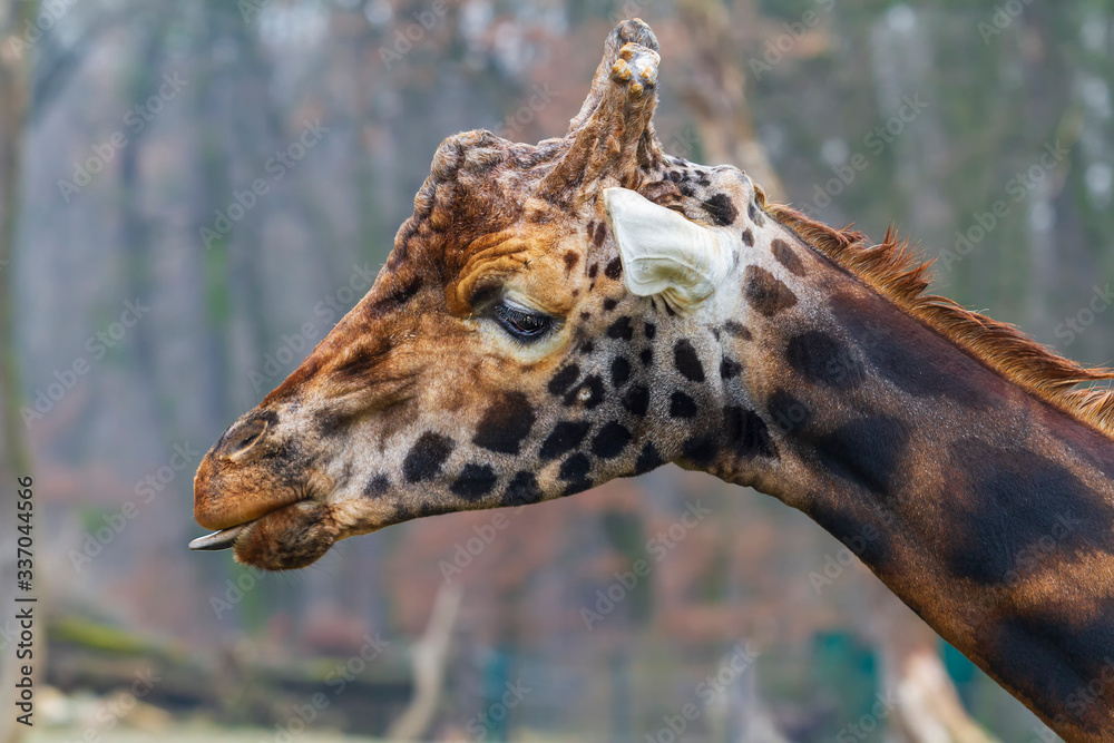 Obraz premium Portret of giraffe.