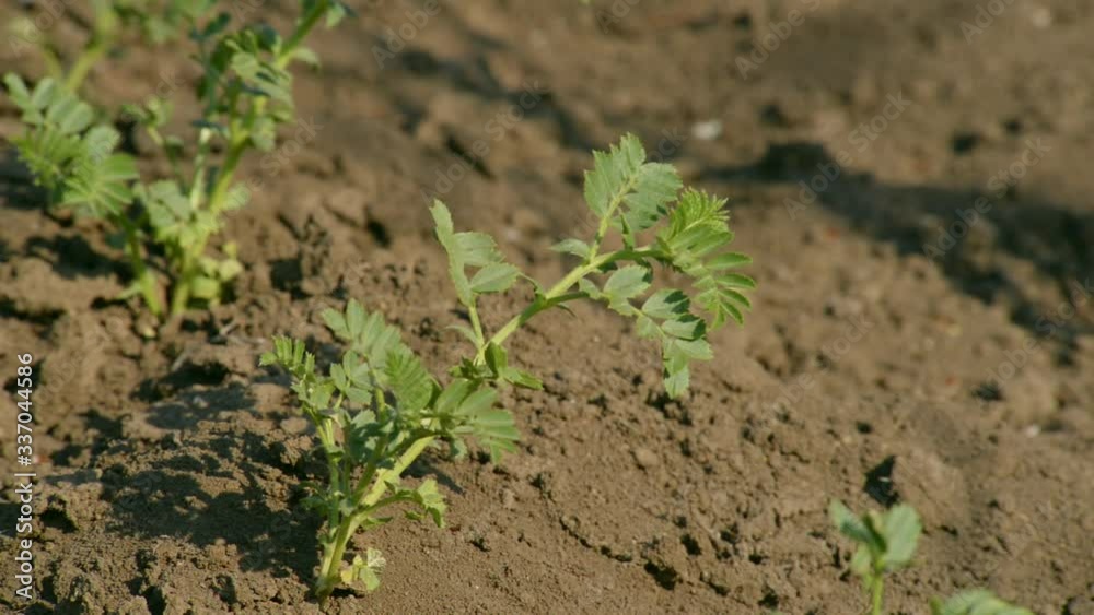 fresh new chickpea in garden, farming concept fresh new chickpea in garden, farming concept