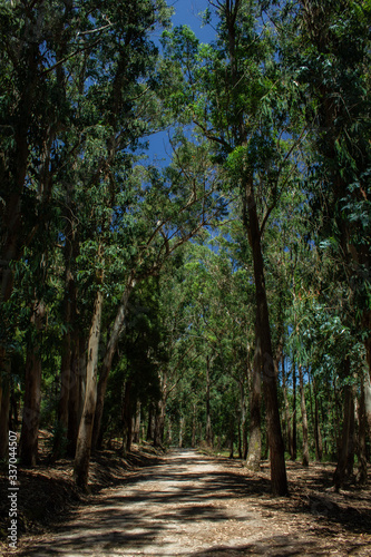 A road for promenades on an empty island surrounded by trees and shade during a summer day