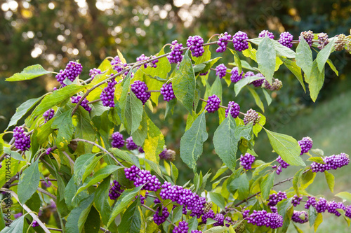 callicarpa beautyberry