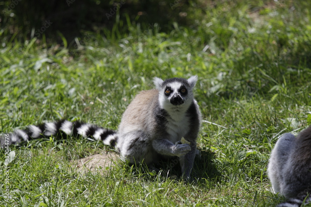 Fototapeta premium Lemur Eating