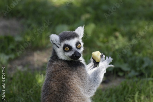 Lemur Eating