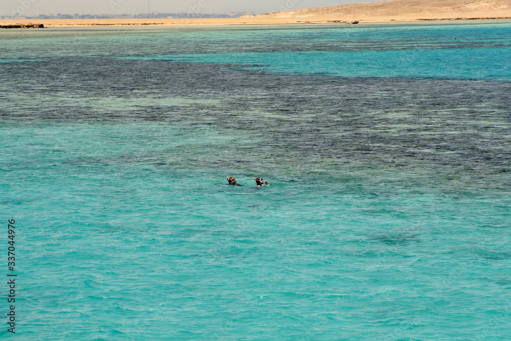 Fototapeta premium Diving in the Red Sea in Egypt
