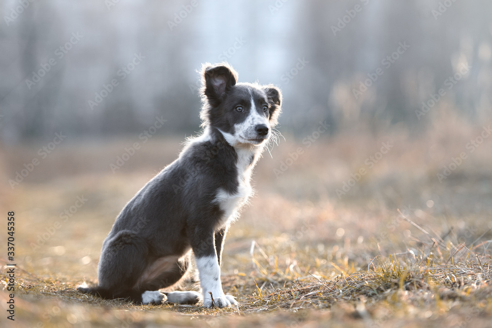 gray and white border collie puppy sitting outdoors in sunlight Stock Photo  | Adobe Stock