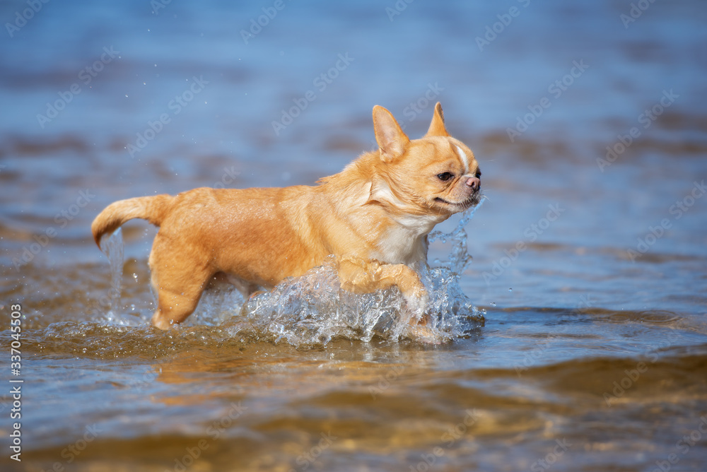 red chihuahua dog running in the sea water red chihuahua dog running in the sea water