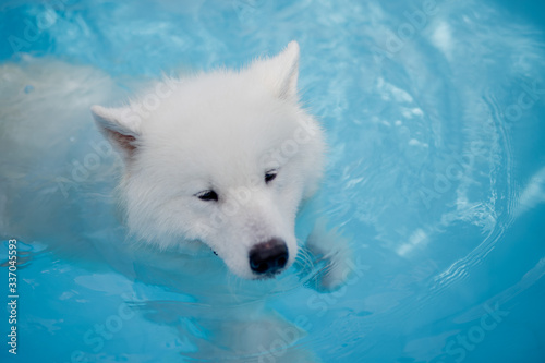 white pure breed dog swimming in pool samoieda husky wolf 