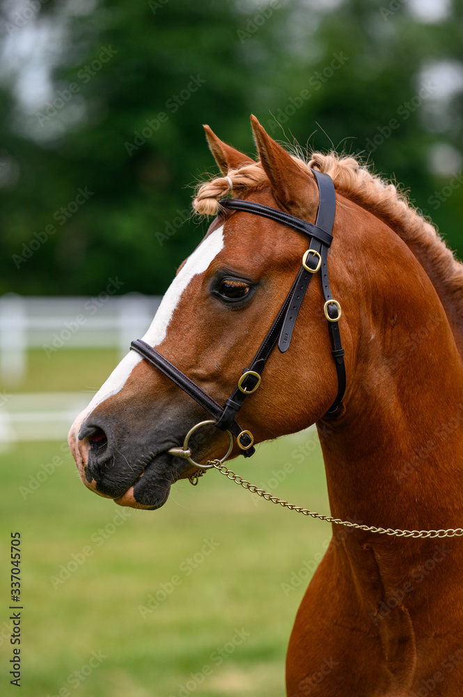 Portrait of horse in horse show, nice bokeh. Portrait of horse in horse show, nice bokeh.
