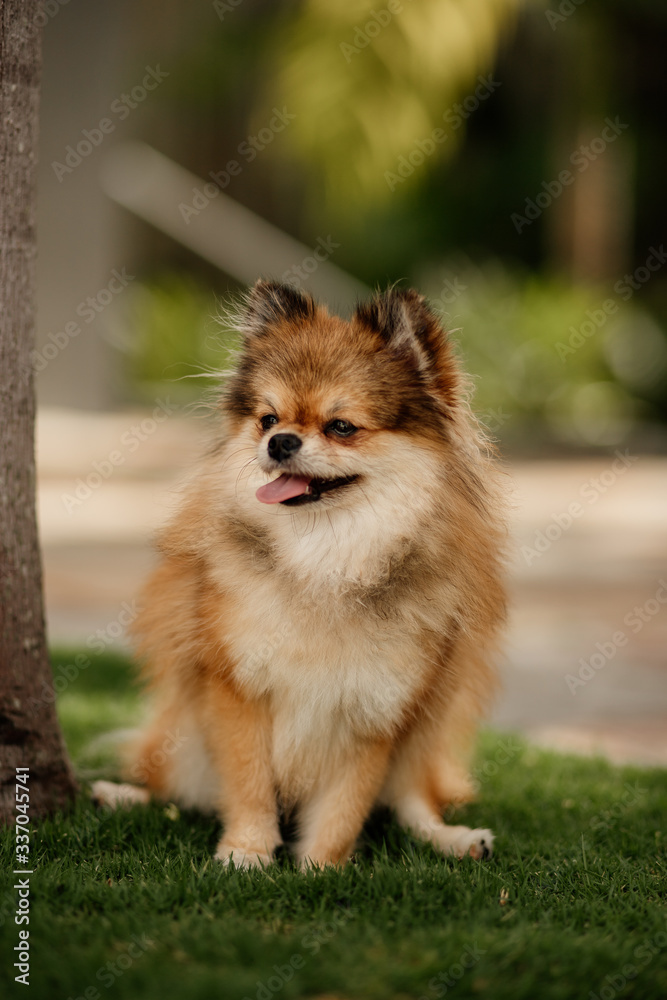fluffy pomeranian small dog sitting in grass pure breed