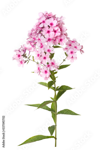 Inflorescence of pink phlox with dark centers Isolated on a white background.
