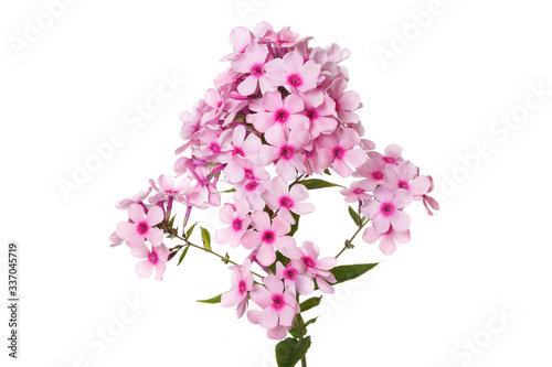 Inflorescence of pink phlox with dark centers Isolated on a white background.