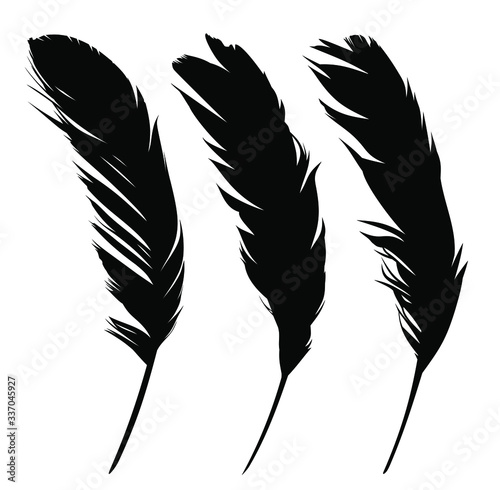 Set feathers of various birds.

