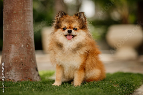 fluffy pomeranian small dog sitting in grass pure breed
