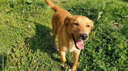 A small red-haired dog with a protruding tongue joyfully runs along the fresh green grass. Sunny weather  spring or summer. The animal hurries after the owner and looks at the camera. Kind dog smiling