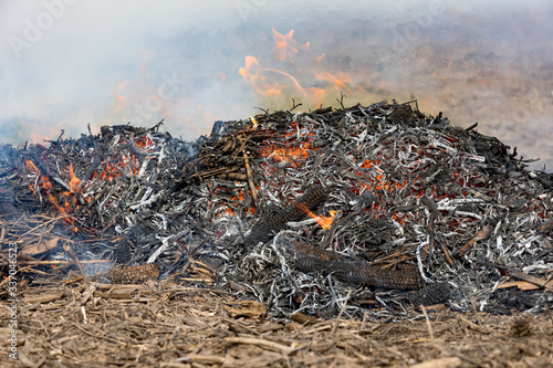 Fotografija Soybean stubble, cornstalks and corn cobs burning in farm field