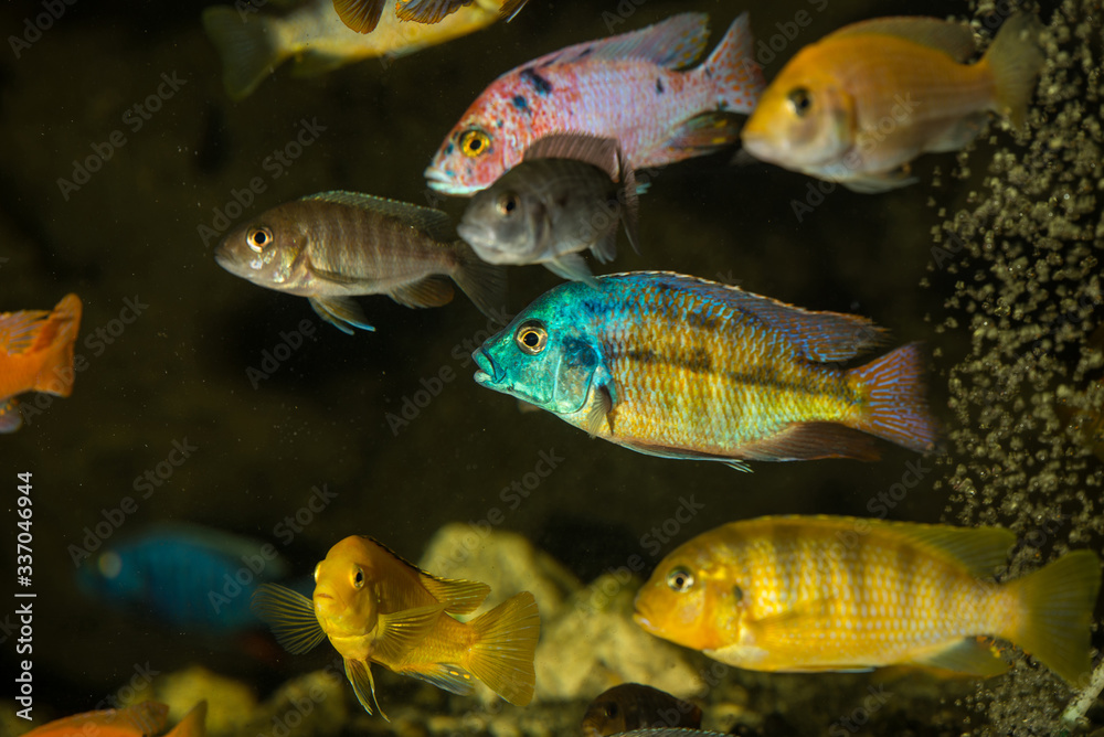 Protomelas male and african cichlids Protomelas male and african cichlids