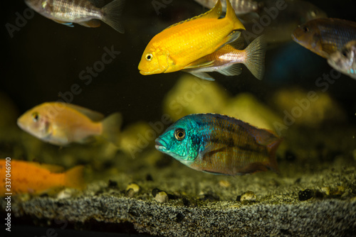 Mbuna african fishes cichlids
