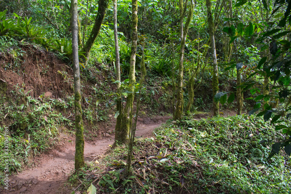 Narrow foot path to the forest.