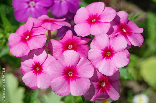 Pink annual Phlox close up © koromelena