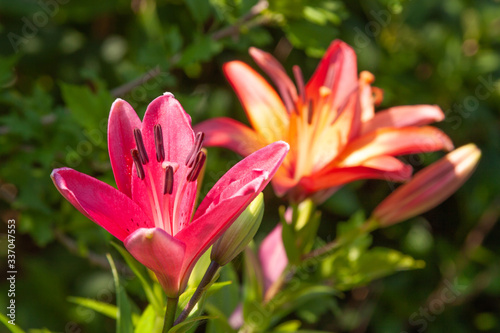 asiatic lily in sun © fgsmiles