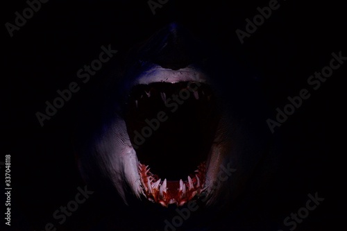 Schilderij op canvas Terrifying bloody shark teeth in the darkness