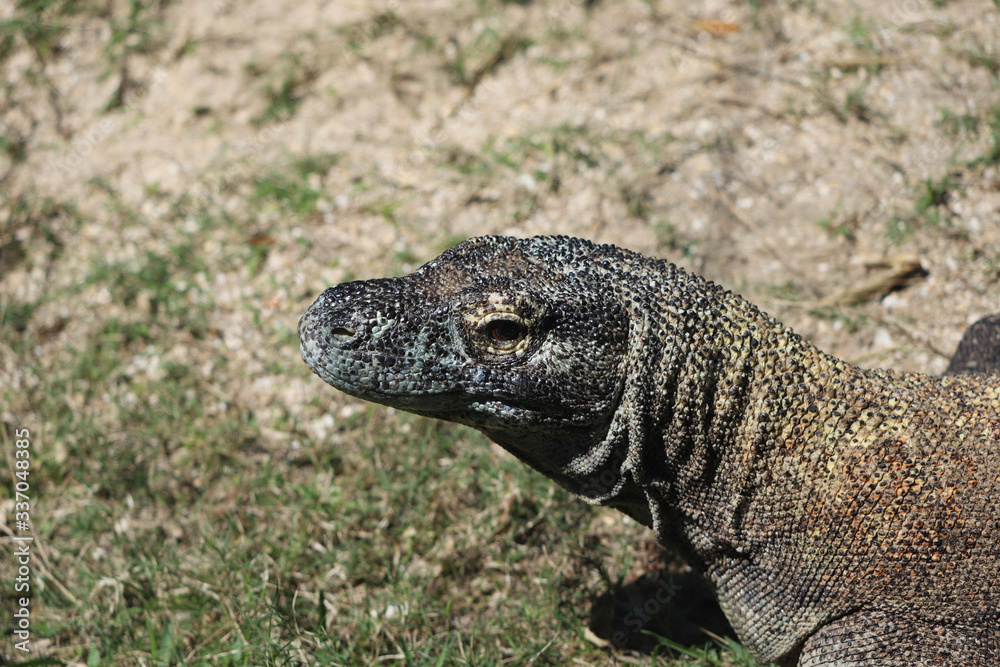 Fototapeta premium Komodo dragon lizard