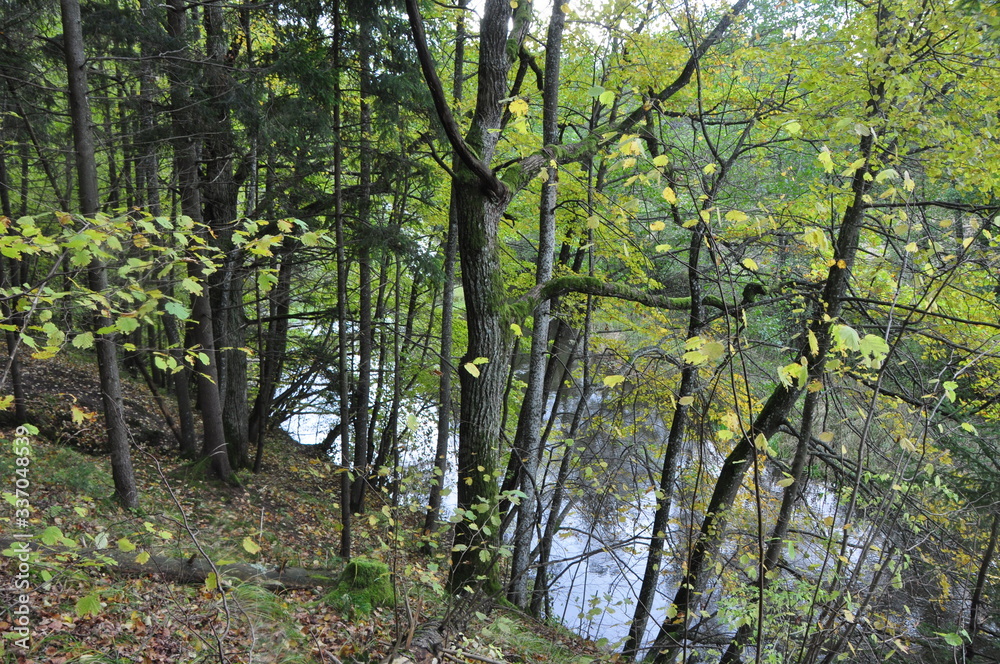Forest by the River: Nature's Lush Embrace Forest by the River: Nature's Lush Embrace