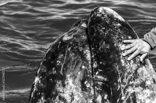 Whalewatching der Grauwale in Baja Kalifornien, Mexiko. photo