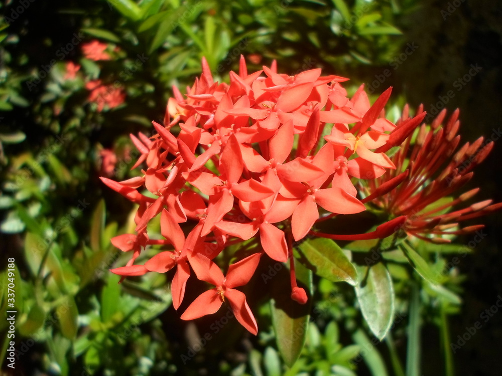 Mini flor vermelha no jardim