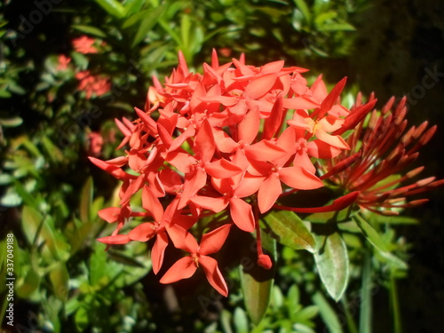 Mini flor vermelha no jardim © Darlan