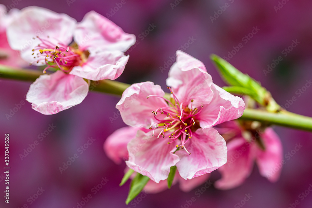 Pink cherry tree flower blooming. Beautiful Pink And White Cherry Blossoms Pink cherry tree flower blooming. Beautiful Pink And White Cherry Blossoms