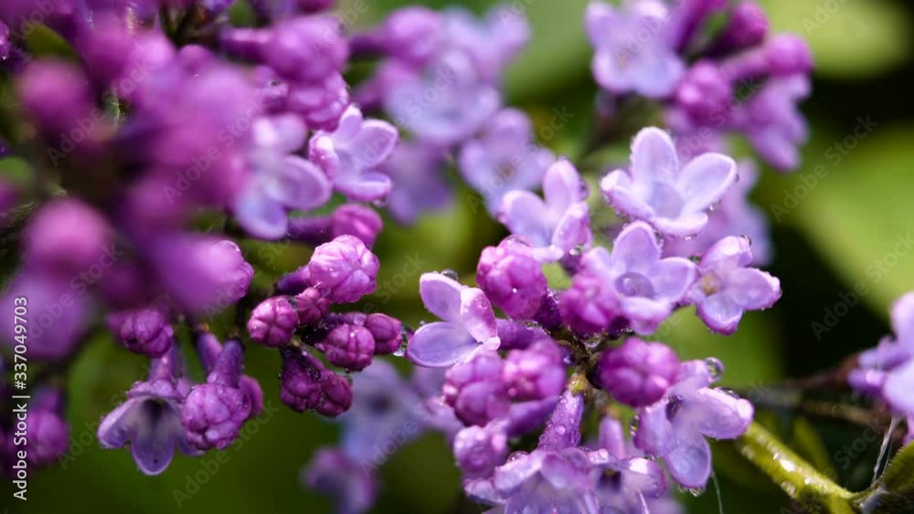 Drops of dew on the flowers of lilac. Flowering lilac. Spring Drops of dew on the flowers of lilac. Flowering lilac. Spring
