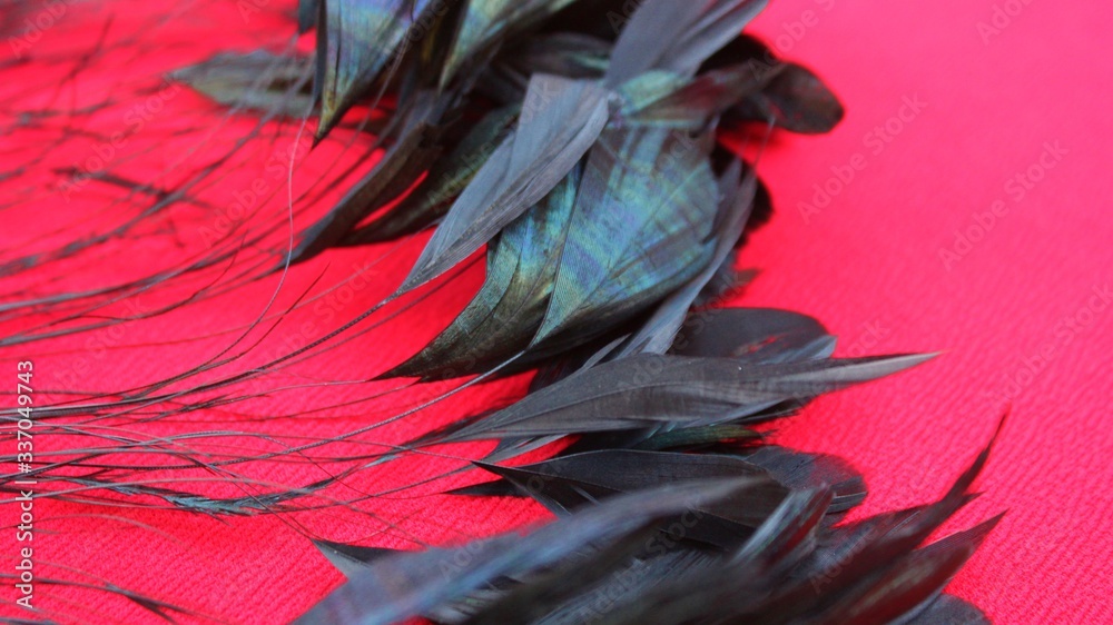 Fototapeta premium Frame of black feathers on a red background. Emo style frame made of boa (feather scarf) isolated on red. exotic soft beautiful black feather. Feathers laid out around. A fan in dark colors.