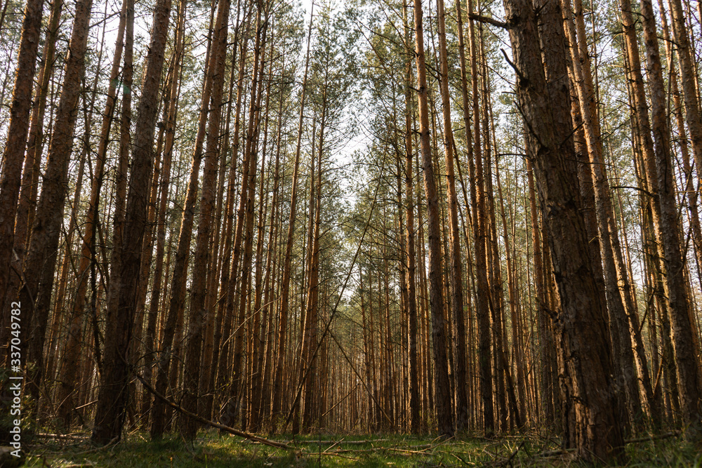 Forest landscape with high trees and way Forest landscape with high trees and way