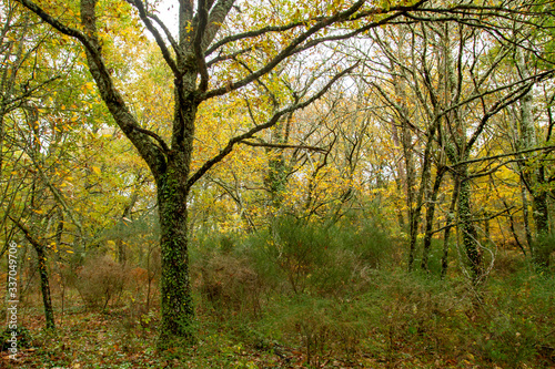 Autumnal forest