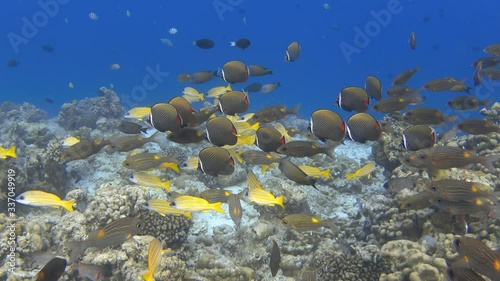 Mixed school of colorful fishes on bleached coral reef. Climate change due to global warming. Indian ocean, Maldives. 4K photo