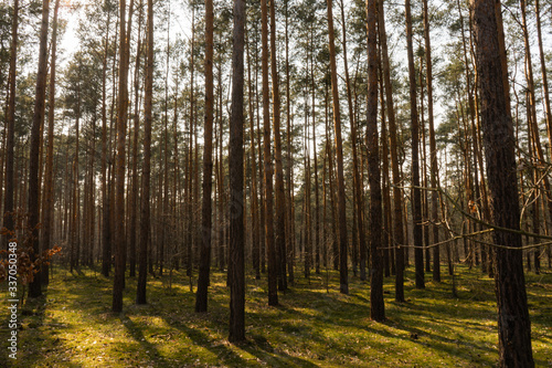 Forest landscape with high trees and way © vartzbed