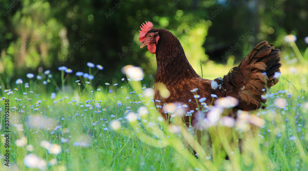 Fototapeta premium Rhode Island Red Hen
