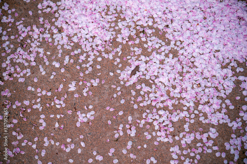 地面に散った桜の花びら Stock Photo Adobe Stock 地面に散った桜の花びら Stock Photo Adobe Stock