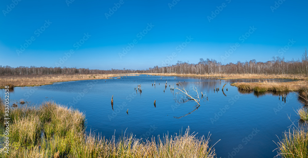 Hamburg, Germany. The nature reserve Wittmoor in early spring. It is the last upland moor in northern Hamburg. Hamburg, Germany. The nature reserve Wittmoor in early spring. It is the last upland moor in northern Hamburg.