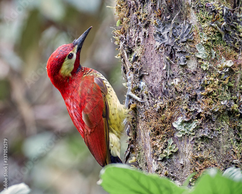 Wonderful red woodpecker searching food in a tree