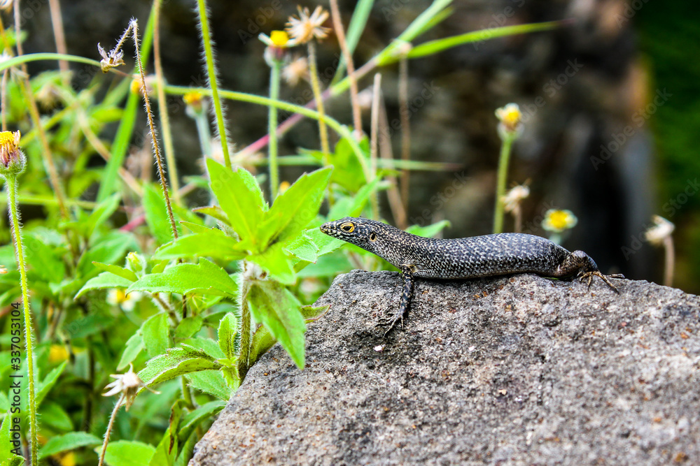Trachylepis lizard in nature wild Trachylepis lizard in nature wild
