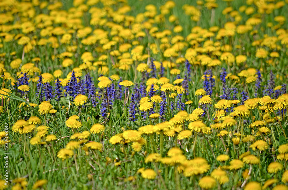 Obraz premium Yellow dandelions.Blooming dandelions on meadow. Spring flowers background. Field of yellow dandelions. Bright spring landscape. Yellow flowers background