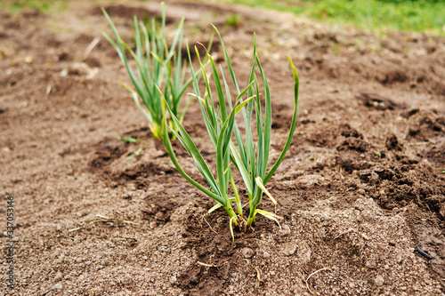 Onions growing in the garden in rows at open ground farm. Farm homestead with agricultural landings.