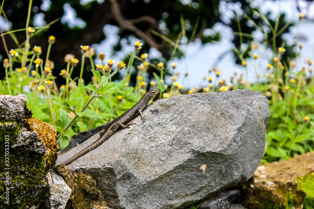 Trachylepis lizard in nature wild Trachylepis lizard in nature wild