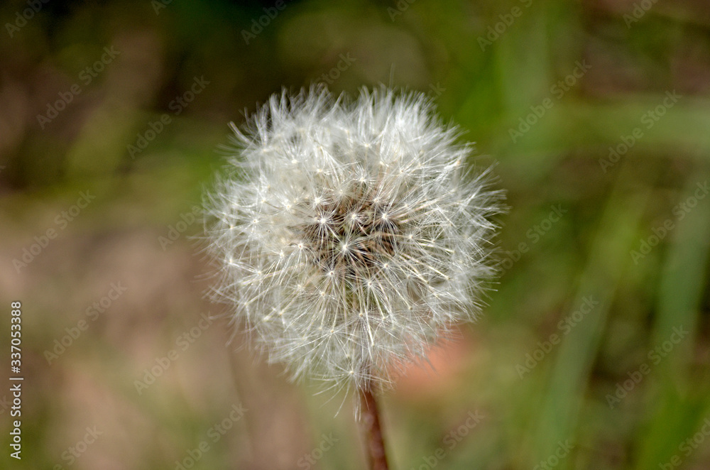Yellow dandelion seeds. Bright spring landscape. Yellow dandelion seeds. Bright spring landscape.