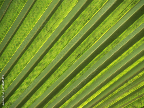 piękny zielony liść palmy afrykańskiej 
