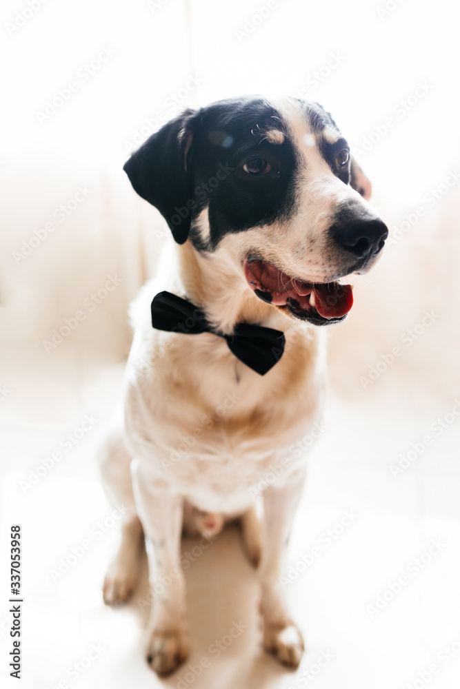 Labrador dog in a black bow tie. Best friend and dating concept.