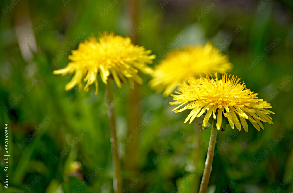 Yellow dandelions.Blooming dandelions on meadow. Spring flowers background. Field of yellow dandelions. Bright spring landscape. Yellow flowers background Yellow dandelions.Blooming dandelions on meadow. Spring flowers background. Field of yellow dandelions. Bright spring landscape. Yellow flowers background