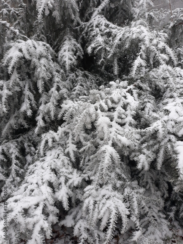 snow covered trees snow covered trees