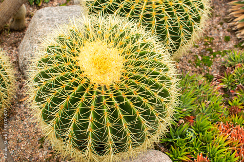 Golden barrel cactus (Echinocactus grusonii) in the green house